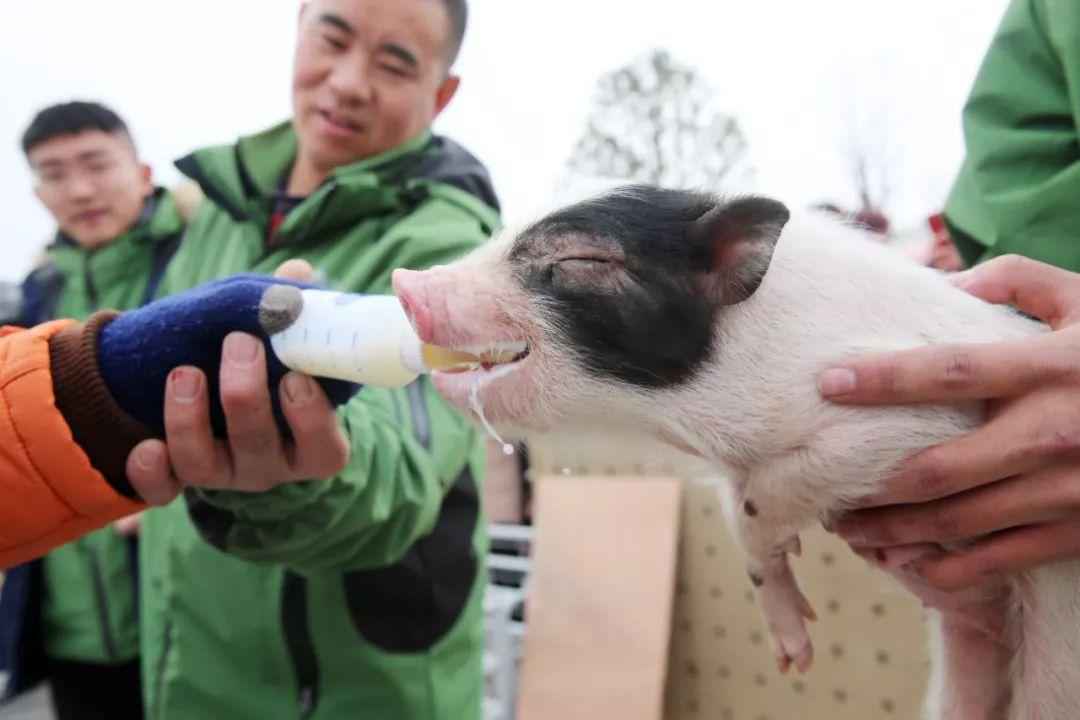 楼上养猪、投放冻肉…为了大口吃肉，中国接连