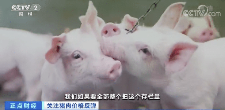 突然！猪肉价格反弹！一公斤涨近7元，接下来怎