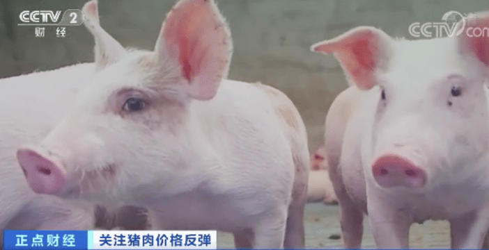 突然！猪肉价格反弹！一公斤涨近7元，接下来怎