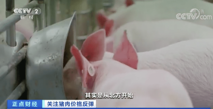 突然！猪肉价格反弹！一公斤涨近7元，接下来怎