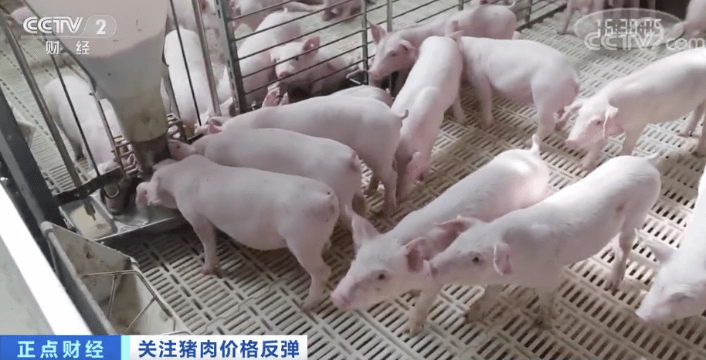 突然！猪肉价格反弹！一公斤涨近7元，接下来怎