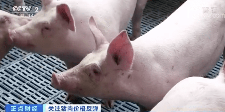 突然！猪肉价格反弹！一公斤涨近7元，接下来怎