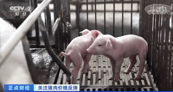 突然！猪肉价格反弹！一公斤涨近7元，接下来怎