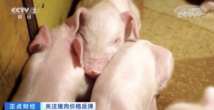 突然！猪肉价格反弹！一公斤涨近7元，接下来怎